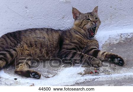 Stock Image - Close-up of cat yawing . Fotosearch