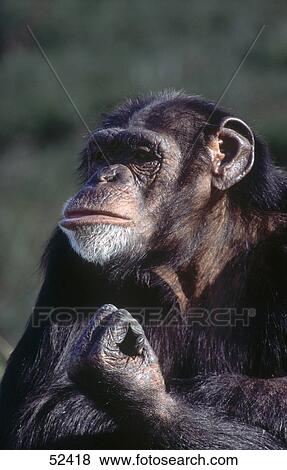 Close-up of Chimpanzee View Large Photo Image Stock Photo - Close-up of Chimpanzee . Fotosearch