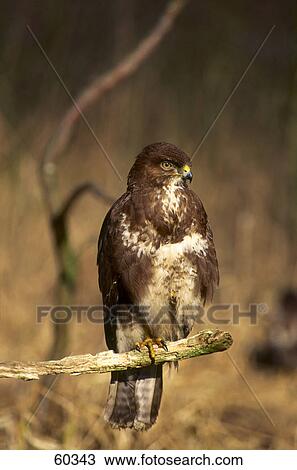 Stock Image - Close-up of Common Buzzard (Buteo buteo) bird perching on branch Close-up of Common Buzzard (Buteo buteo) bird perching on branch . Fotosearch
