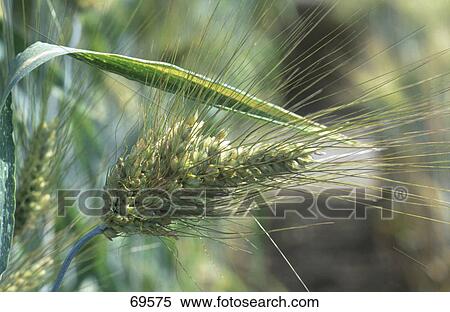 Stock Photography - Close-up of ear of corn . Fotosearch