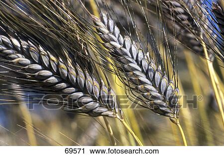 Close-up of ears of corn in field View Large Photo Image Stock Image - Close-up of ears of corn in field . Fotosearch