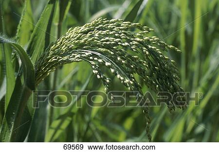 Stock Photo - Close-up of ears of corn in field . Fotosearch
