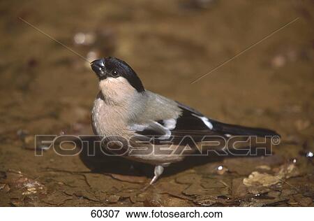 Close-up of female Bullfinch (Pyrrhula pyrrhula) standing in water View Large Photo Image Stock Photo - Close-up of female Bullfinch (Pyrrhula pyrrhula) standing in water . Fotosearch