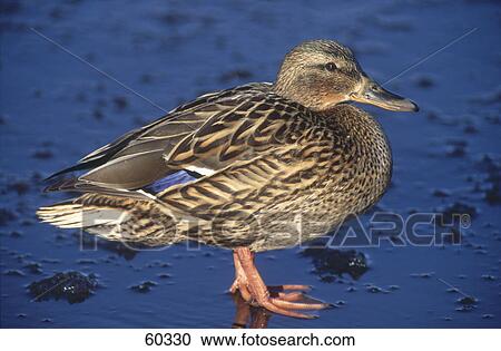 Stock Image - Close-up of female Mallard (Anas platyrhynchos) duck on frozen lake . Fotosearch