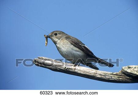Stock Image - Close-up of female Pied Flycatcher (Ficedula hypoleuca) bird perching on branch . Fotosearch