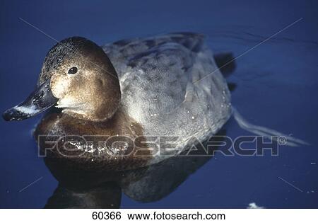 Stock Photograph - Close-up of female Pochard (Aythya ferina) duck floating on water . Fotosearch