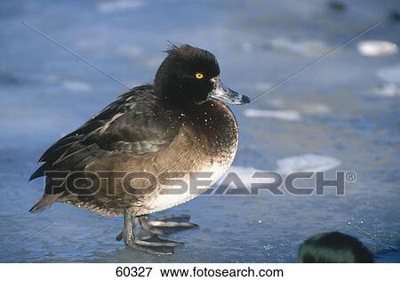 Stock Photo - Close-up of female Tufted Duck (Aythya fuligula) on ice . Fotosearch