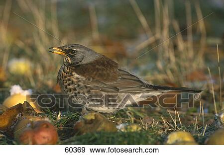 Close-up of Fieldfare (Turdus pilaris) bird in field View Large Photo Image Stock Photo - Close-up of Fieldfare (Turdus pilaris) bird in field . Fotosearch