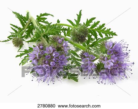 Stock Image - Close-up of flower of Phacelia tanacetifolia on white background . Fotosearch