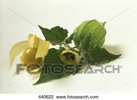 Close-up of flowering plant View Large Photo Image Stock Image - Close-up of flowering plant . Fotosearch