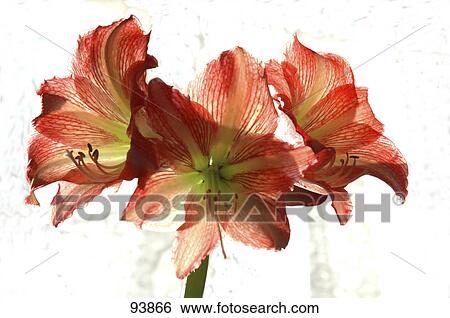 Close-up of flowers against white background View Large Photo Image Stock Photograph - Close-up of flowers against white background . Fotosearch