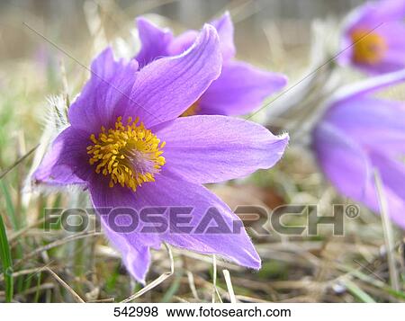 Close-up of flowers blooming in field View Large Photo Image Stock Photo - Close-up of flowers blooming in field . Fotosearch