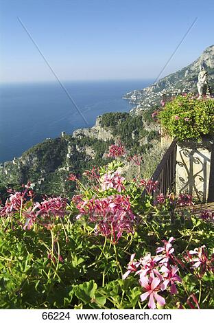 Picture - Close-up of flowers in bloom on cliff, Amalfi Coast, Campania, Italy . Fotosearch
