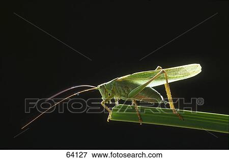 Stock Photo - Close-up of grasshopper on leaf . Fotosearch