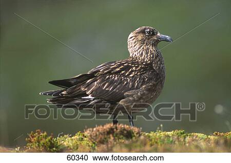 Stock Image - Close-up of Great Skua (Stercorarius skua) bird on grass . Fotosearch