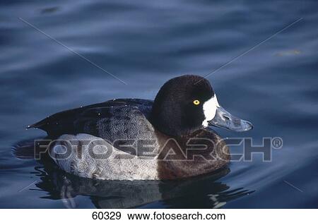 Close-up of Greater Scaup (Aythya marila) duck floating on water View Large Photo Image Stock Photo - Close-up of Greater Scaup (Aythya marila) duck floating on water . Fotosearch