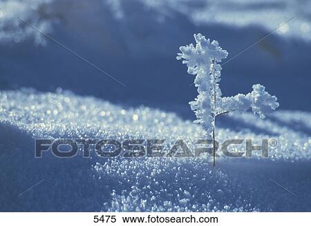 Close-up of hoarfrost View Large Photo Image Stock Photography - Close-up of hoarfrost . Fotosearch