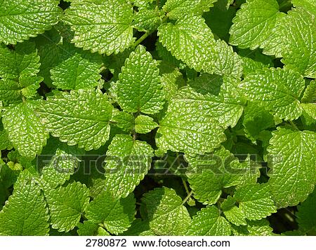 Stock Image - Close-up of lemon mint leaves . Fotosearch