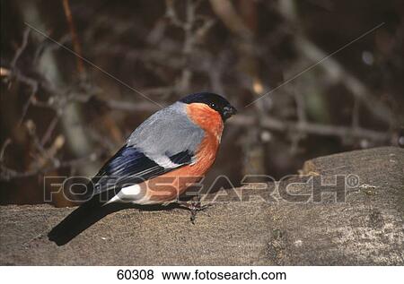 Stock Photo - Close-up of male Bullfinch (Pyrrhula pyrrhula) perching on branch . Fotosearch