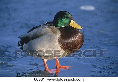 Close-up of male Mallard (Anas platyrhynchos) duck on frozen lake View Large Photo Image Stock Image - Close-up of male Mallard (Anas platyrhynchos) duck on frozen lake . Fotosearch