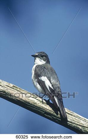 Stock Photography - Close-up of male Pied flycatcher (Ficedula hypoleuca) bird perching on branch . Fotosearch