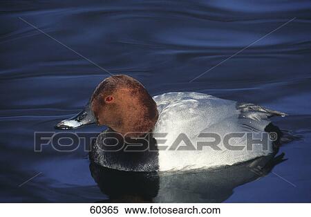 Stock Photography - Close-up of male Pochard (Aythya ferina) duck floating on water . Fotosearch