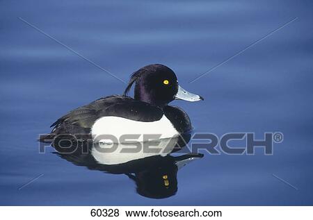 Stock Photo - Close-up of Male Tufted Duck (Aythya fuligula) floating on water . Fotosearch