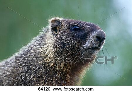 Close-up of Marmot, USA View Large Photo Image Stock Image - Close-up of Marmot, USA . Fotosearch