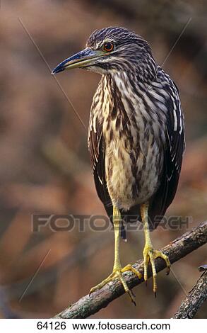 Close-up of Night Heron (Nycticorax nycticorax) perching on branch, Upper Palatinate, Bavaria, Germany View Large Photo Image Stock Photograph - Close-up of Night Heron (Nycticorax nycticorax) perching on branch, Upper Palatinate, Bavaria, Germany . Fotosearch