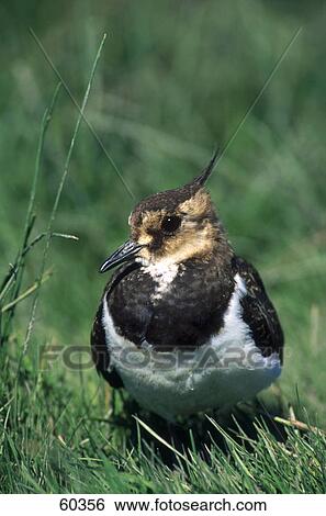 Close-up of Northern lapwing (Vanellus vanellus) bird in field View Large Photo Image Stock Photograph - Close-up of Northern lapwing (Vanellus vanellus) bird in field . Fotosearch