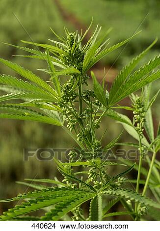 Close-up of plant View Large Photo Image Picture - Close-up of plant . Fotosearch