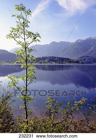 Stock Image - Close-up of plant with lake in the background, Lake Bohinj, Slovenia, Yugoslavia . Fotosearch
