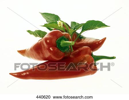 Close-up of red chili pepper View Large Photo Image Stock Image - Close-up of red chili pepper . Fotosearch