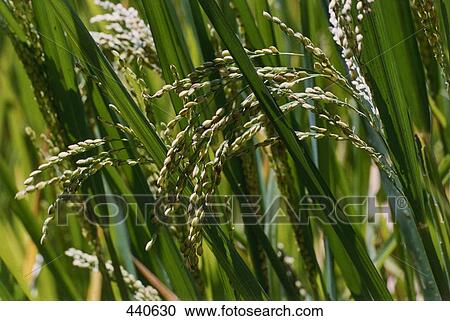 Close-up of rice panicle View Large Photo Image Stock Image - Close-up of rice panicle . Fotosearch