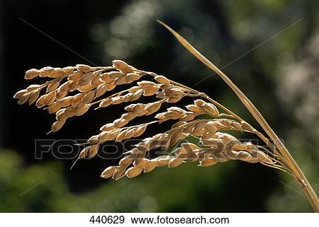 Stock Photo - Close-up of rice panicle . Fotosearch