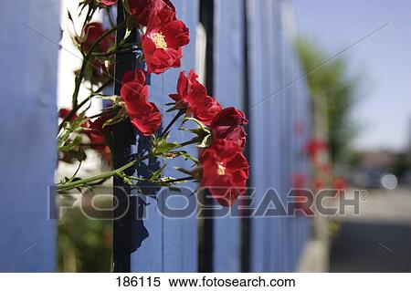 Stock Photography - Close-up of roses . Fotosearch