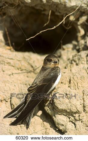 Close-up of Sand Martin (Riparia riparia) bird on stone View Large Photo Image Stock Image - Close-up of Sand Martin (Riparia riparia) bird on stone . Fotosearch