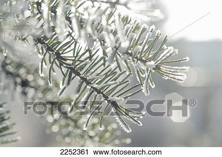 Stock Image - Close-up of snow on leaves . Fotosearch