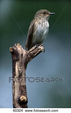 Picture - Close-up of Spotted Flycatcher (Musicapa striata) bird perching on branch . Fotosearch