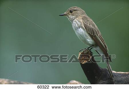 Close-up of Spotted Flycatcher (Musicapa striata) bird perching on branch View Large Photo Image Stock Image - Close-up of Spotted Flycatcher (Musicapa striata) bird perching on branch . Fotosearch