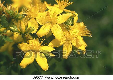 Stock Photo - Close-up of St. John's Wort (Hype rforatum) flowers . Fotosearch