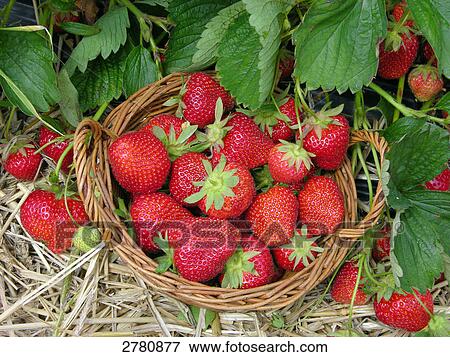 Stock Photo - Close-up of strawberries in basket . Fotosearch