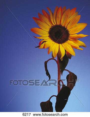Close-up of sunflower (Helianthus annuus) against blue sky, Germany View Large Photo Image Stock Photo - Close-up of sunflower (Helianthus annuus) against blue sky, Germany . Fotosearch