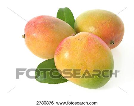 Close-up of three mangoes on white background View Large Photo Image Stock Photograph - Close-up of three mangoes on white background . Fotosearch