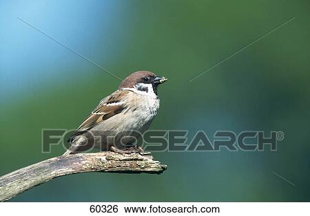 Stock Photograph - Close-up of Tree Sparrow (Passer montanus) bird perching on branch . Fotosearch
