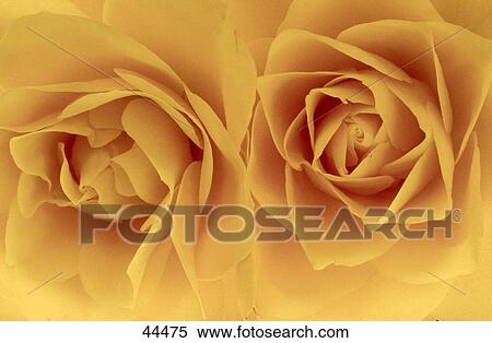 Close-up of two yellow roses blossoming View Large Photo Image Stock Photography - Close-up of two yellow roses blossoming . Fotosearch