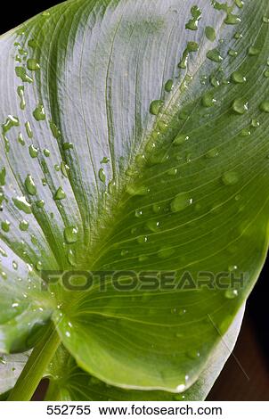 Stock Photography - Close-up of water droplets on leaf . Fotosearch