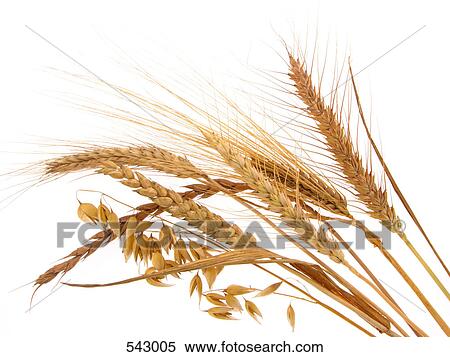 Close-up of wheat stalks View Large Photo Image Stock Photography - Close-up of wheat stalks . Fotosearch