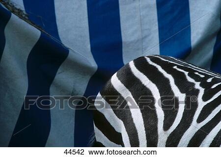 Stock Image - Close-up of zebra . Fotosearch