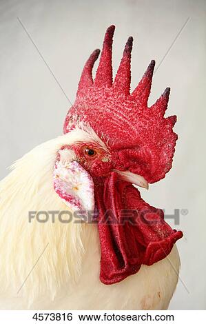 Stock Photograph - Cock, Sineu, Mallorca, Spain, Europe, closeup . Fotosearch